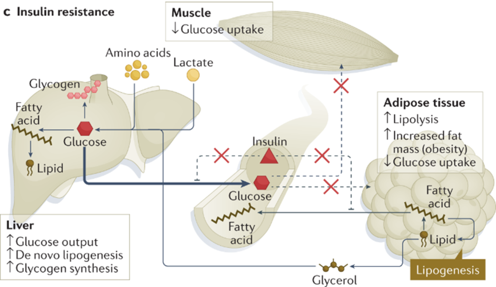 Insulin sensitivity and glucose metabolism